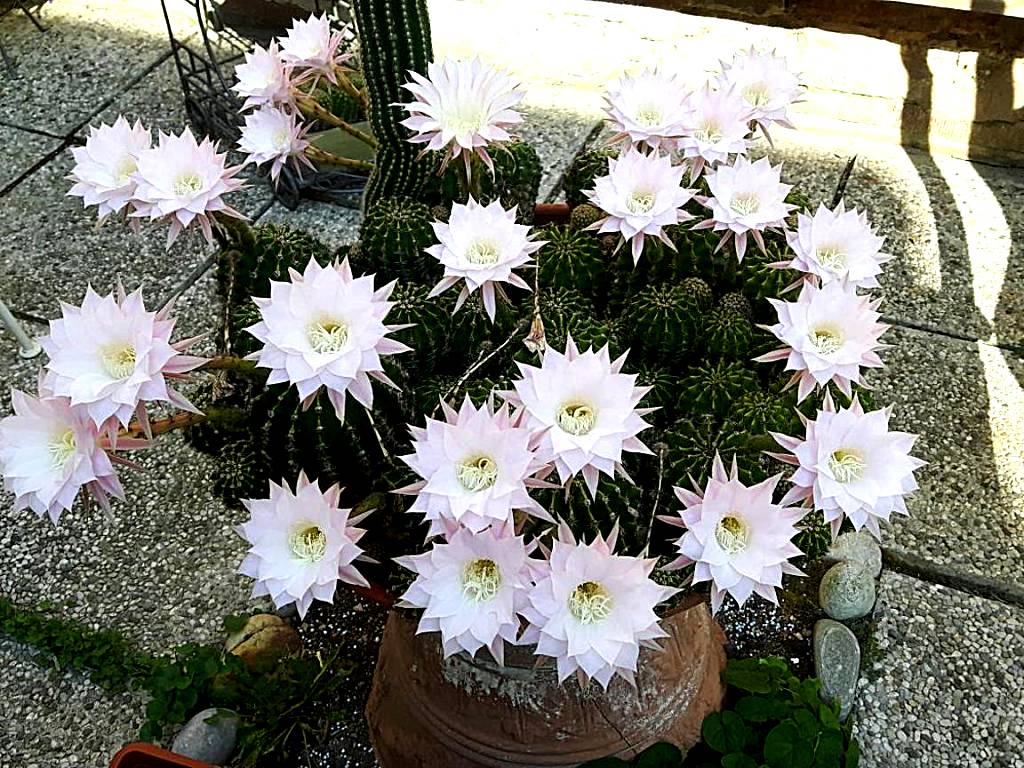 Il Giardino Roccioso